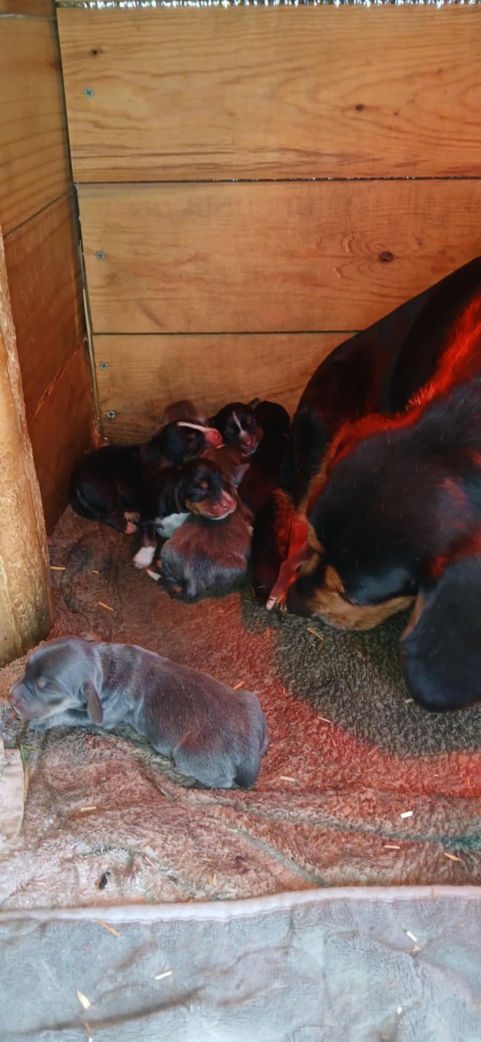 Halo's Easter Beagles breeder image 4