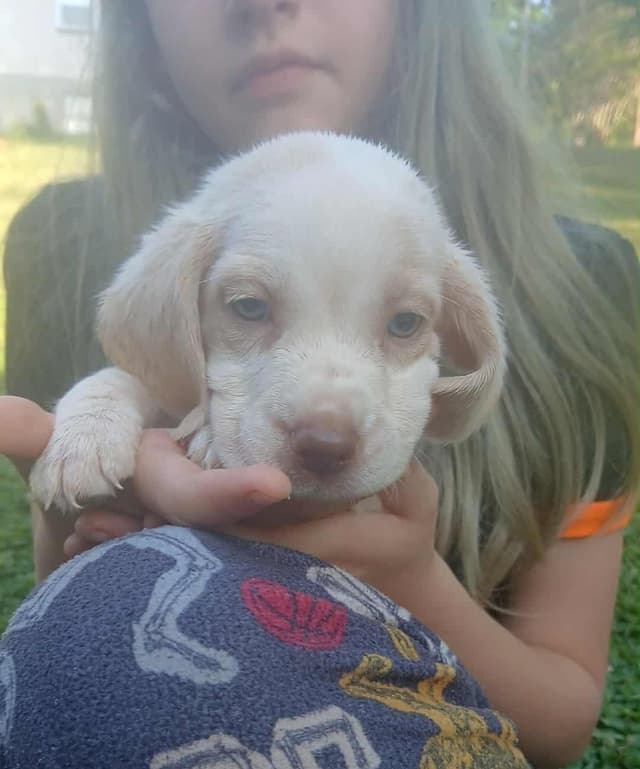 Halo's Easter Beagles media 2