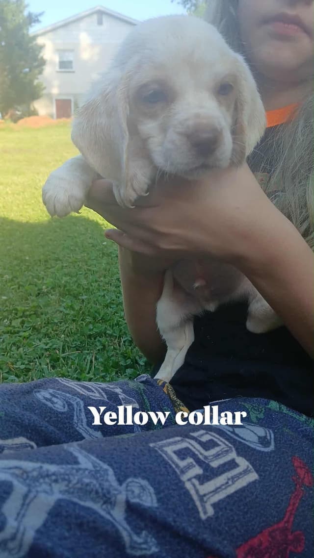 Halo's Easter Beagles media 3