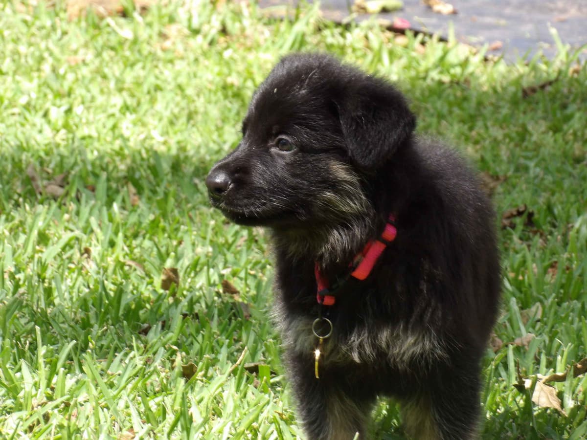 German Shepherd Dog Puppies breeder image 4