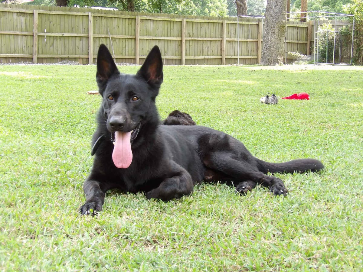 German Shepherd Dog Puppies breeder image 1