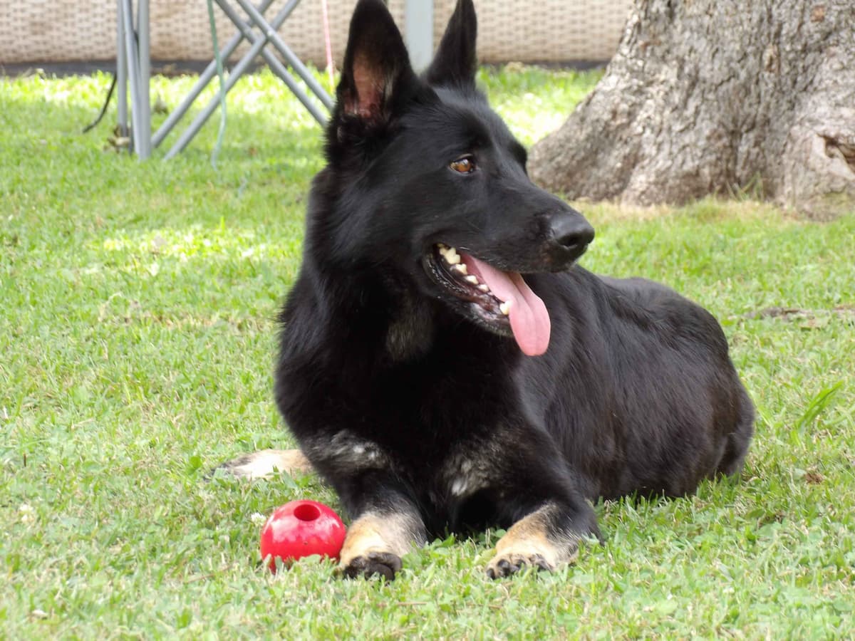 German Shepherd Dog Puppies breeder image 2