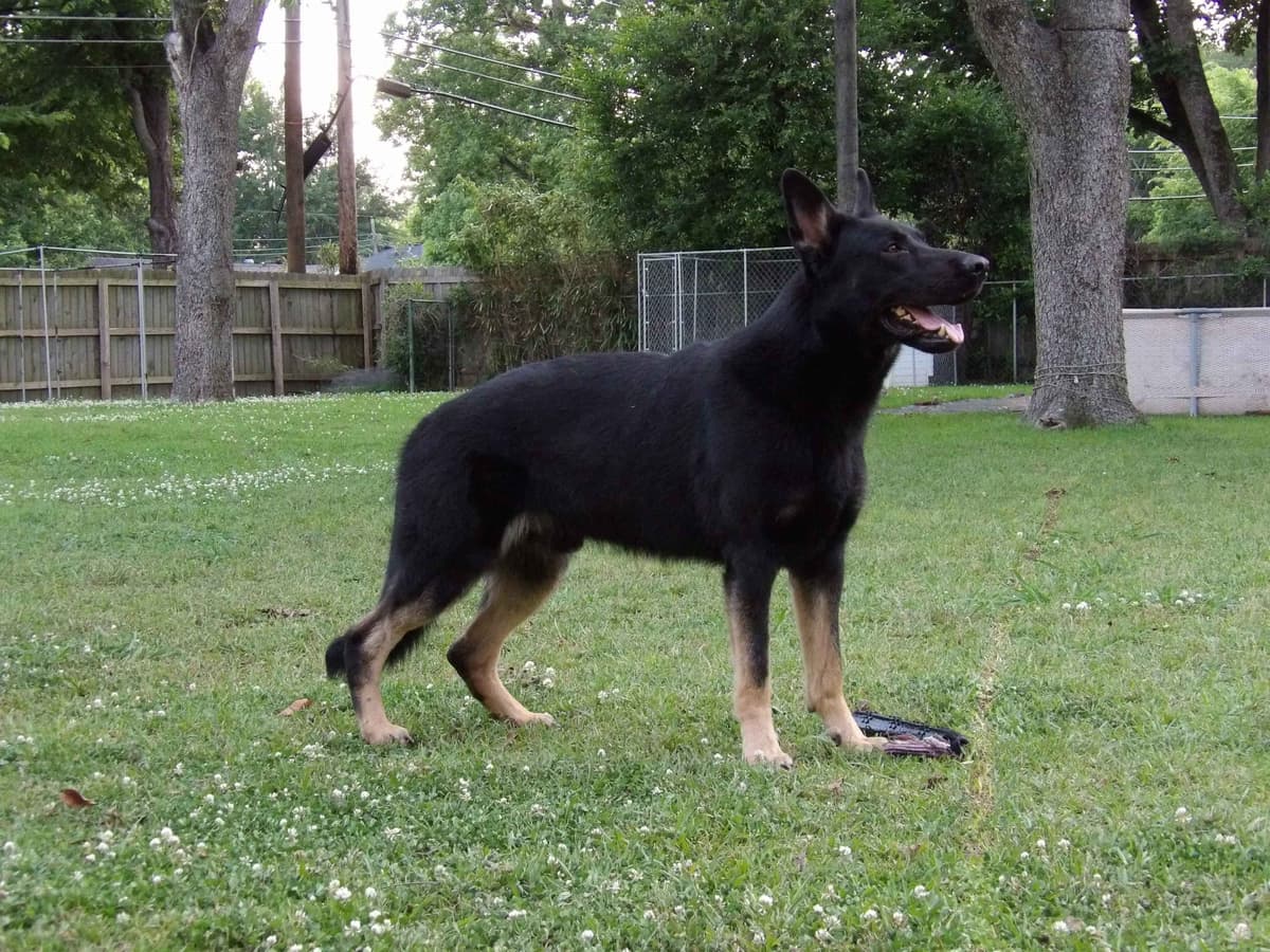 German Shepherd Dog Puppies breeder image 3