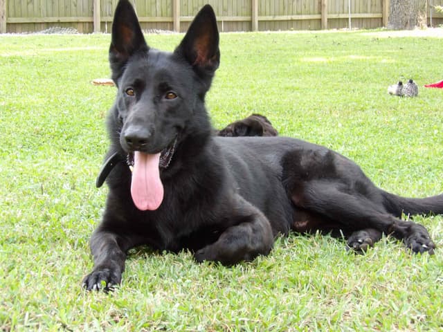 German Shepherd Dog Puppies media 3
