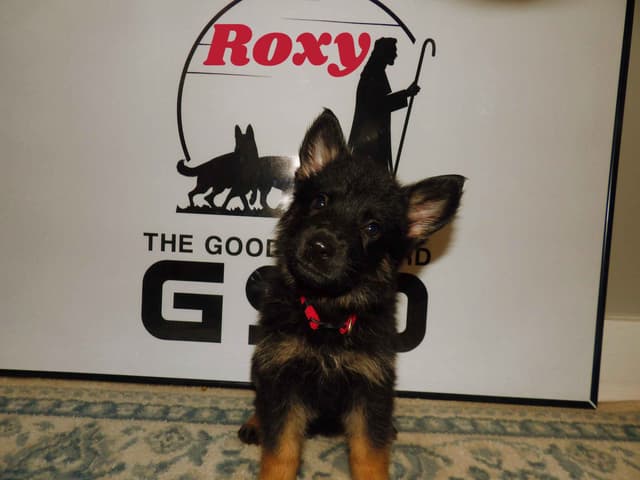 German Shepherd Dog Puppies media 4