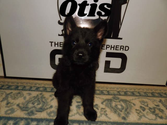 German Shepherd Dog Puppies media 5