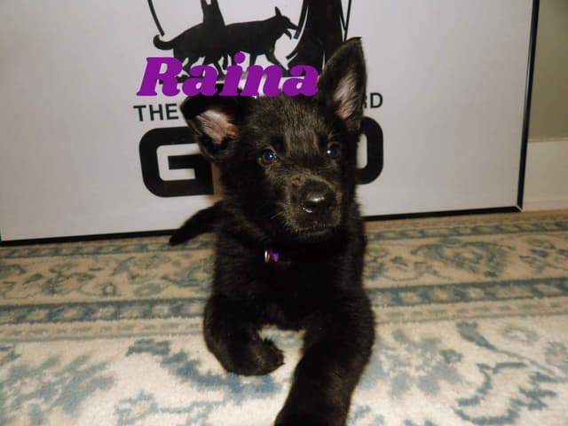 German Shepherd Dog Puppies media 6