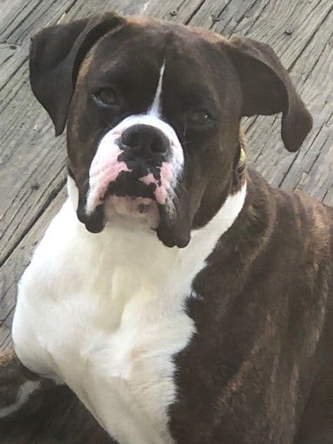 **Beautiful and Sweet AKC Female Brindle Boxer** breeder image 1