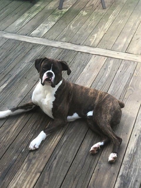 **Beautiful and Sweet AKC Female Brindle Boxer** breeder image 3