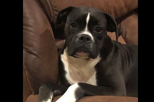 **Beautiful and Sweet AKC Female Brindle Boxer** breeder image 4