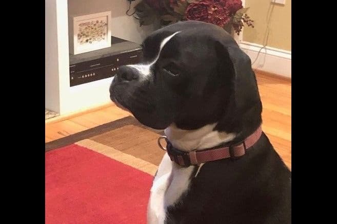 **Beautiful and Sweet AKC Female Brindle Boxer** breeder image 5