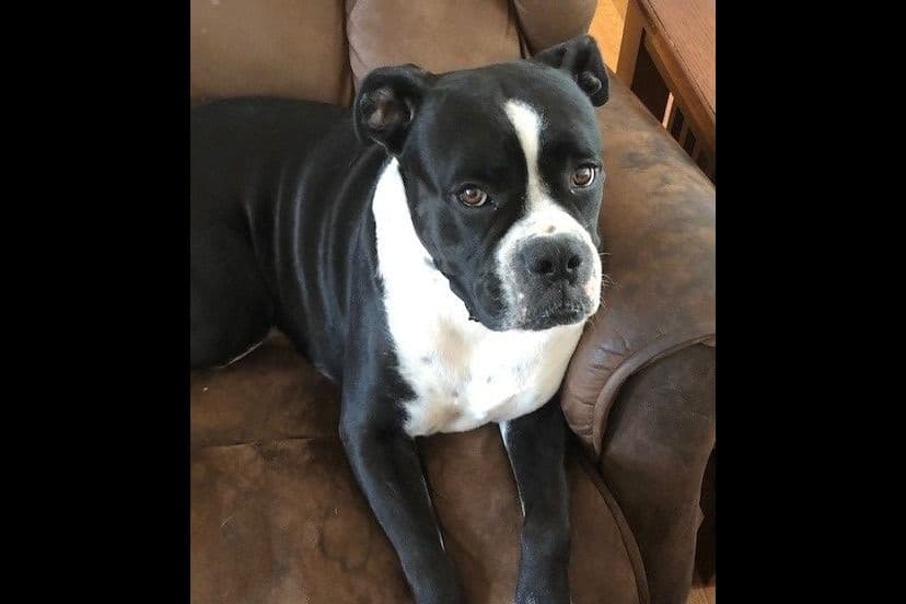 **Beautiful and Sweet AKC Female Brindle Boxer** breeder image 6
