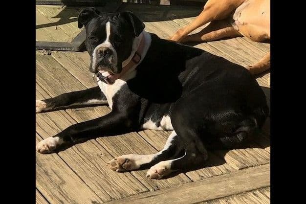 **Beautiful and Sweet AKC Female Brindle Boxer** breeder image 7