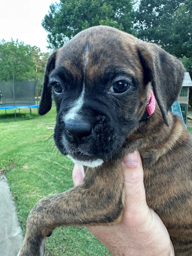 **Beautiful and Sweet AKC Female Brindle Boxer** media 2