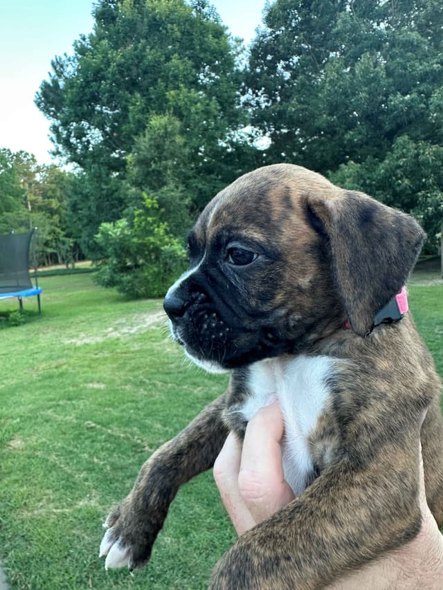 **Beautiful and Sweet AKC Female Brindle Boxer** media 3
