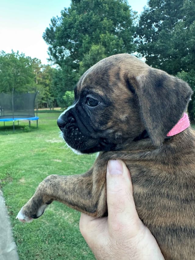 **Beautiful and Sweet AKC Female Brindle Boxer** media 4
