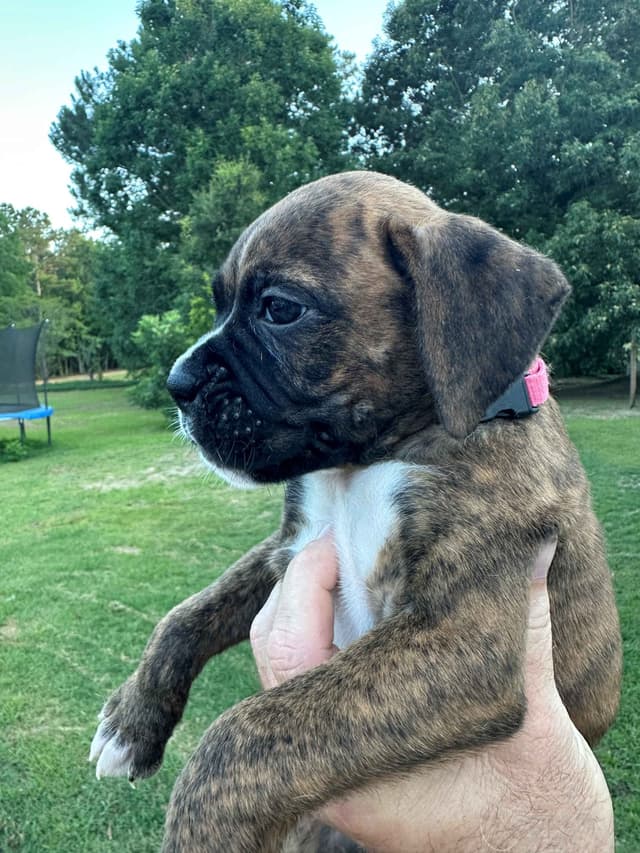 **Beautiful and Sweet AKC Female Brindle Boxer** media 6
