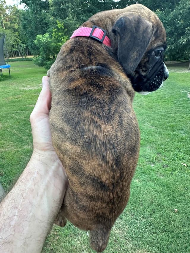 **Beautiful and Sweet AKC Female Brindle Boxer** media 7