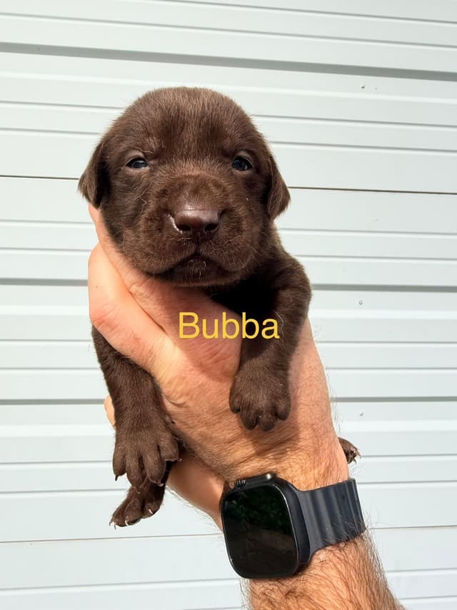 Labrador Retriever Puppies media 5