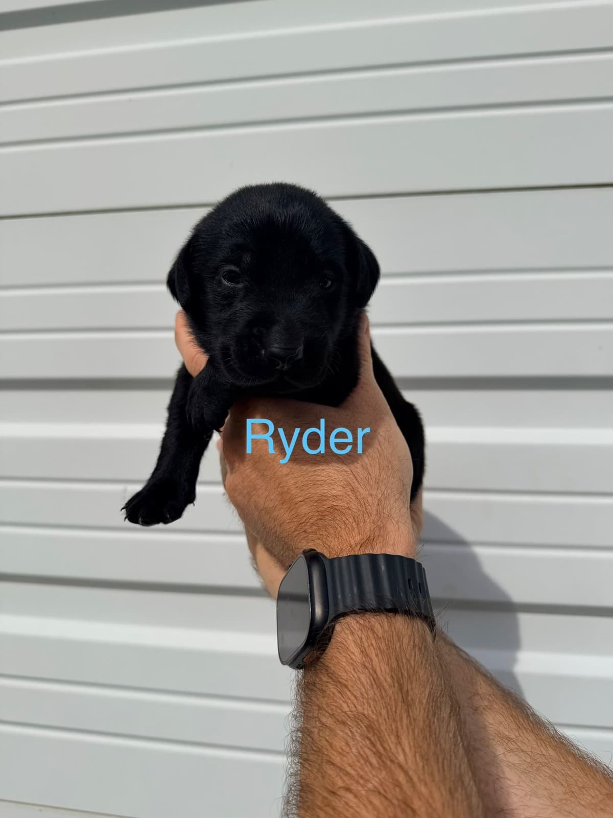 Labrador Retriever Puppies breeder image 4