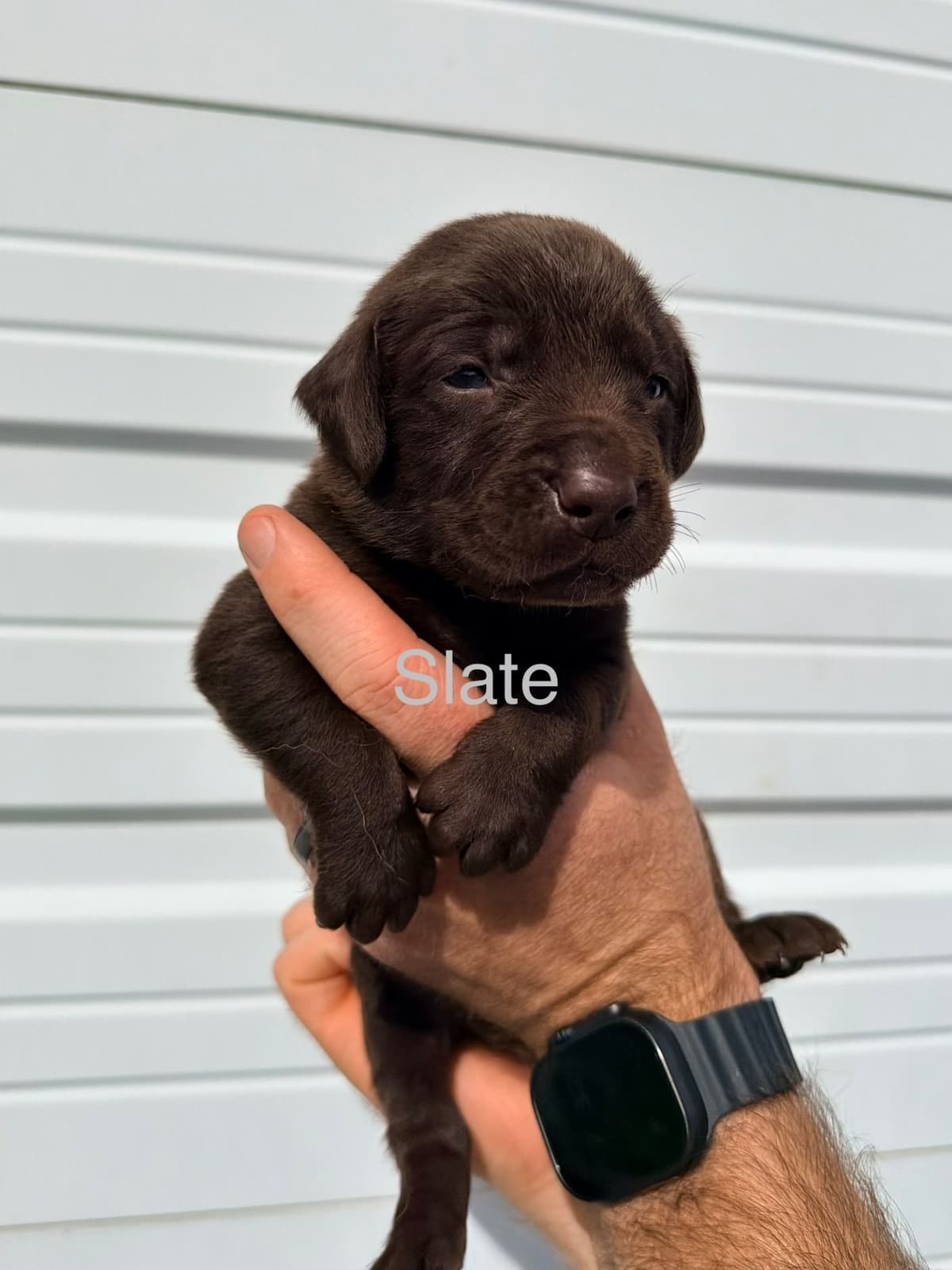 Labrador Retriever Puppies breeder image 3