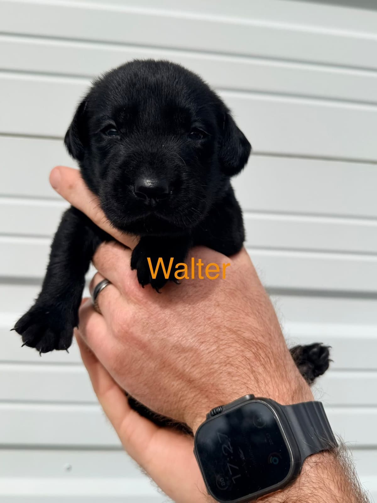 Labrador Retriever Puppies breeder image 5