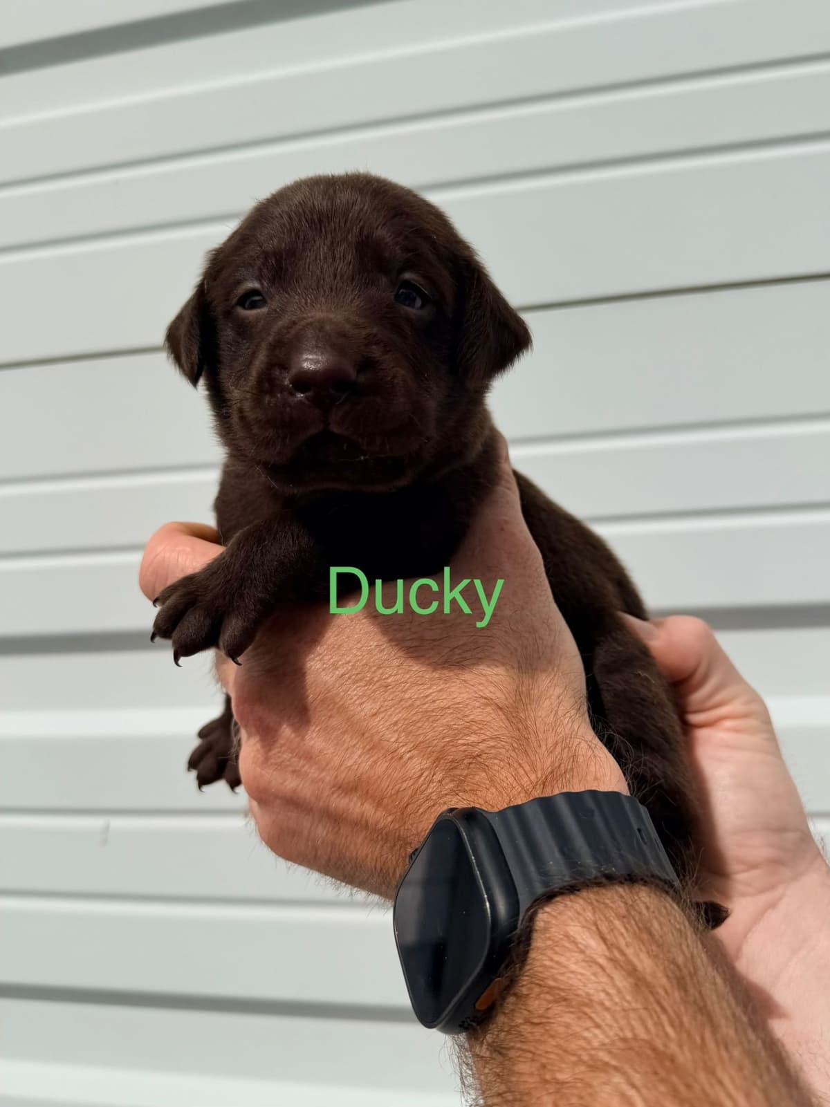 Labrador Retriever Puppies breeder image 6