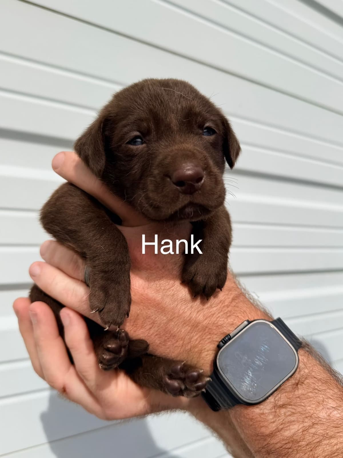 Labrador Retriever Puppies breeder image 7