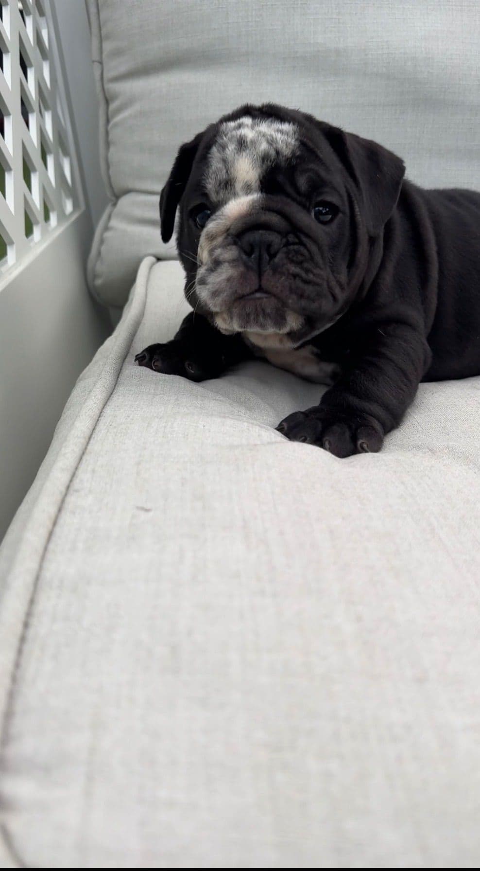 Bulldog Puppies breeder image 1