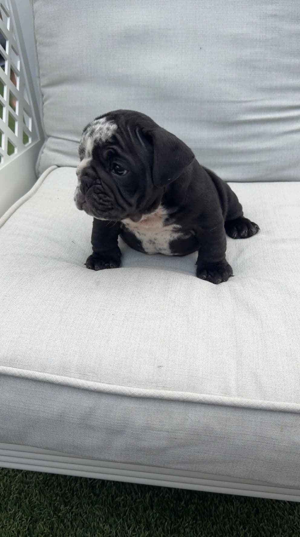 Bulldog Puppies breeder image 6