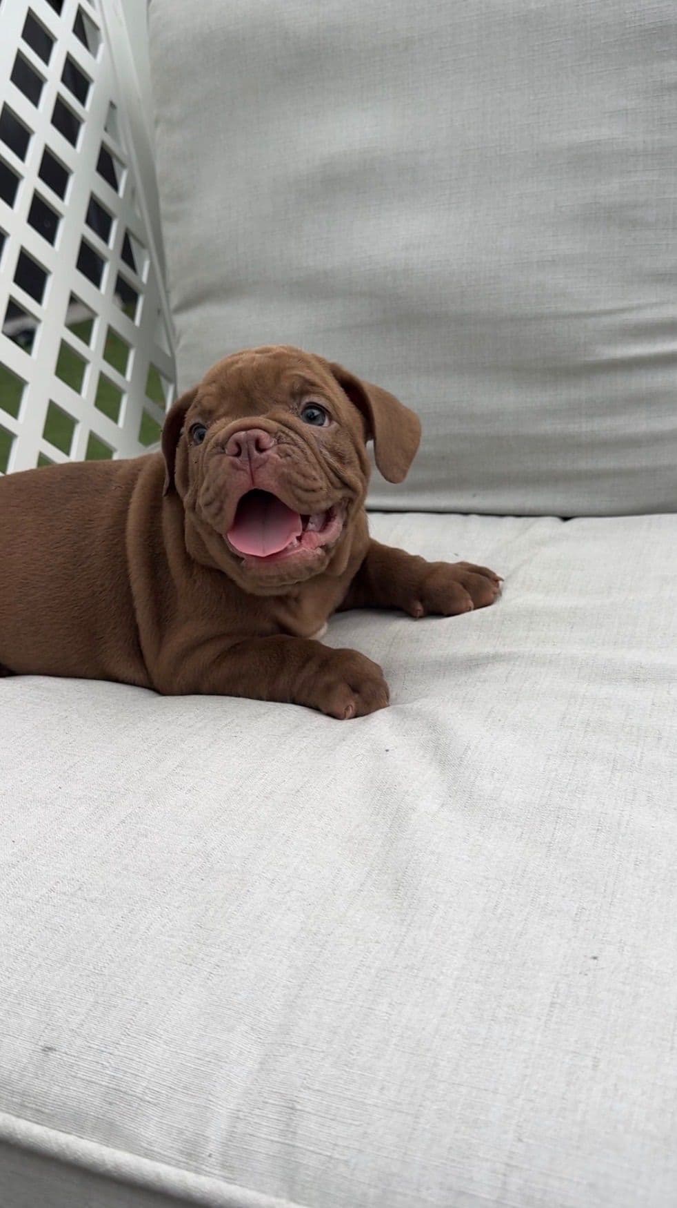 Bulldog Puppies breeder image 8