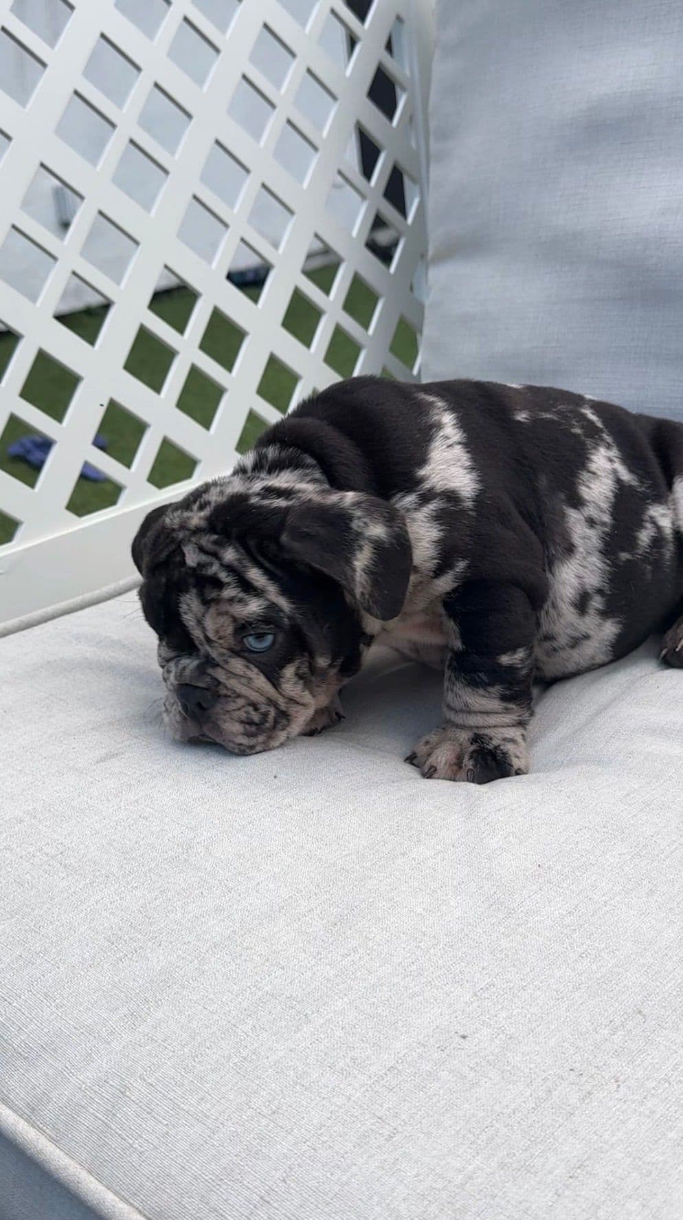 Bulldog Puppies breeder image 3