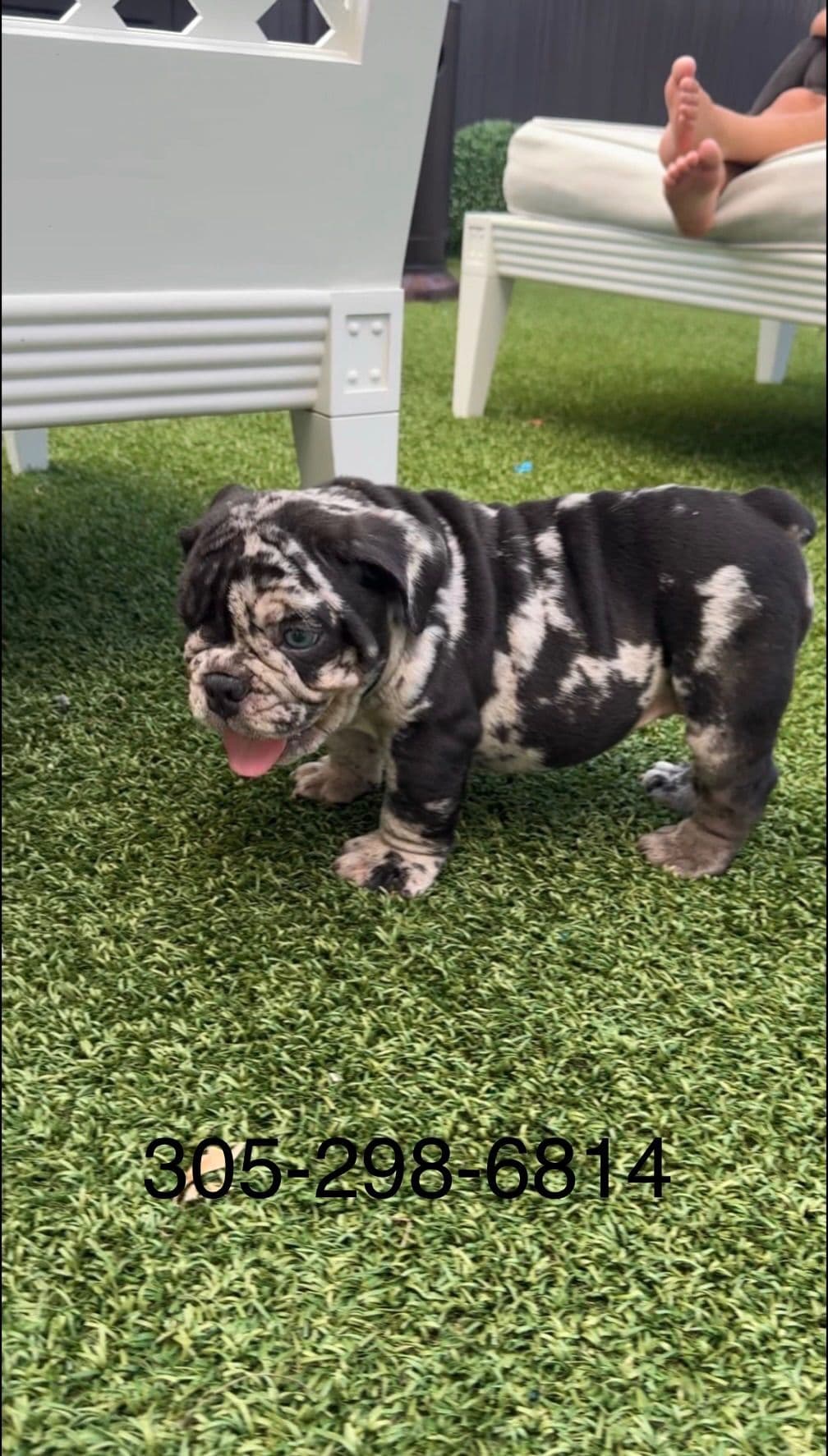 Bulldog Puppies breeder image 7