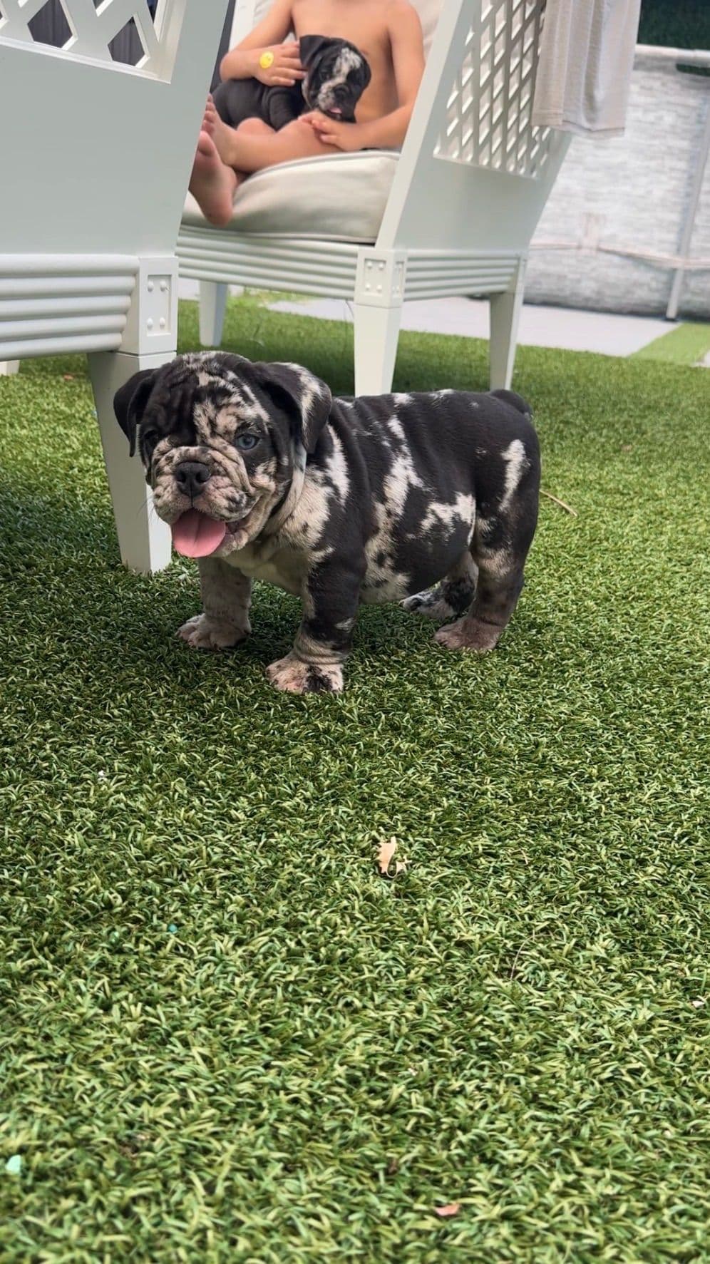 Bulldog Puppies breeder image 9