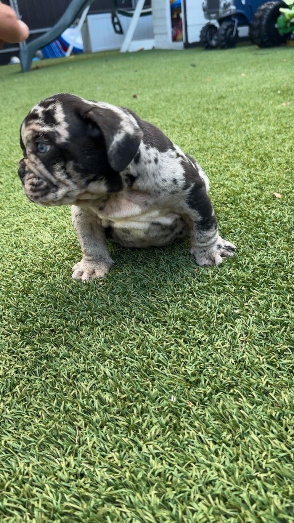 Bulldog Puppies breeder image 11