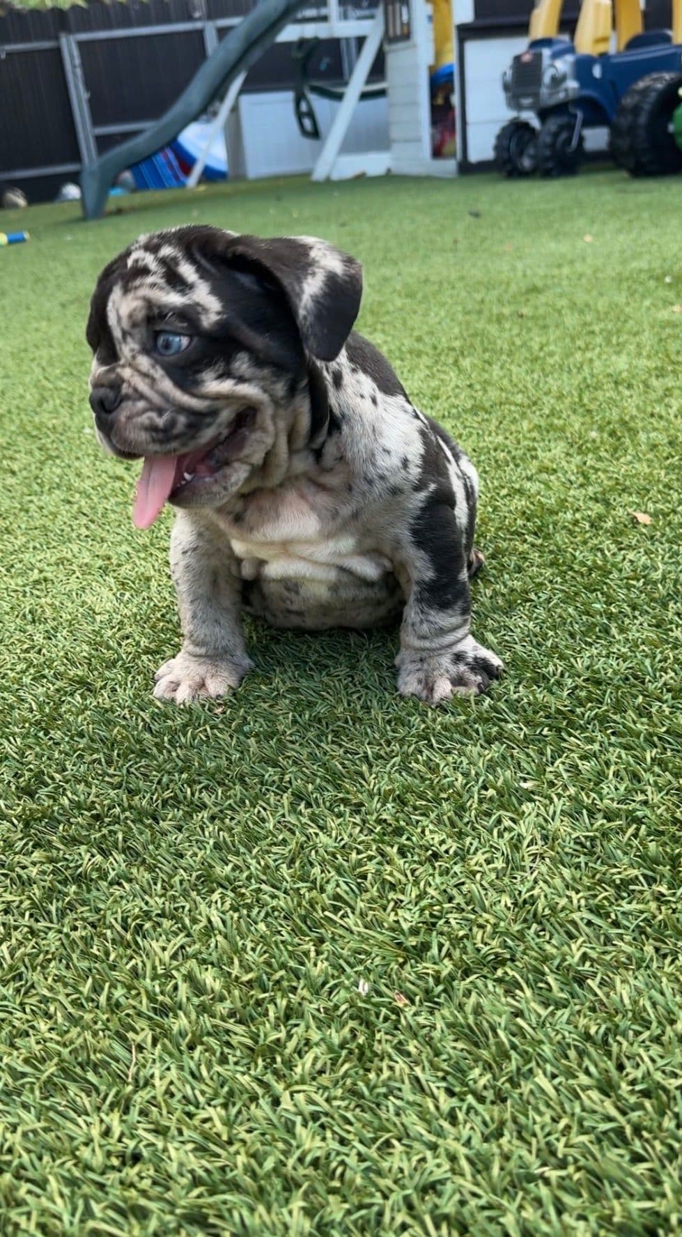 Bulldog Puppies breeder image 12
