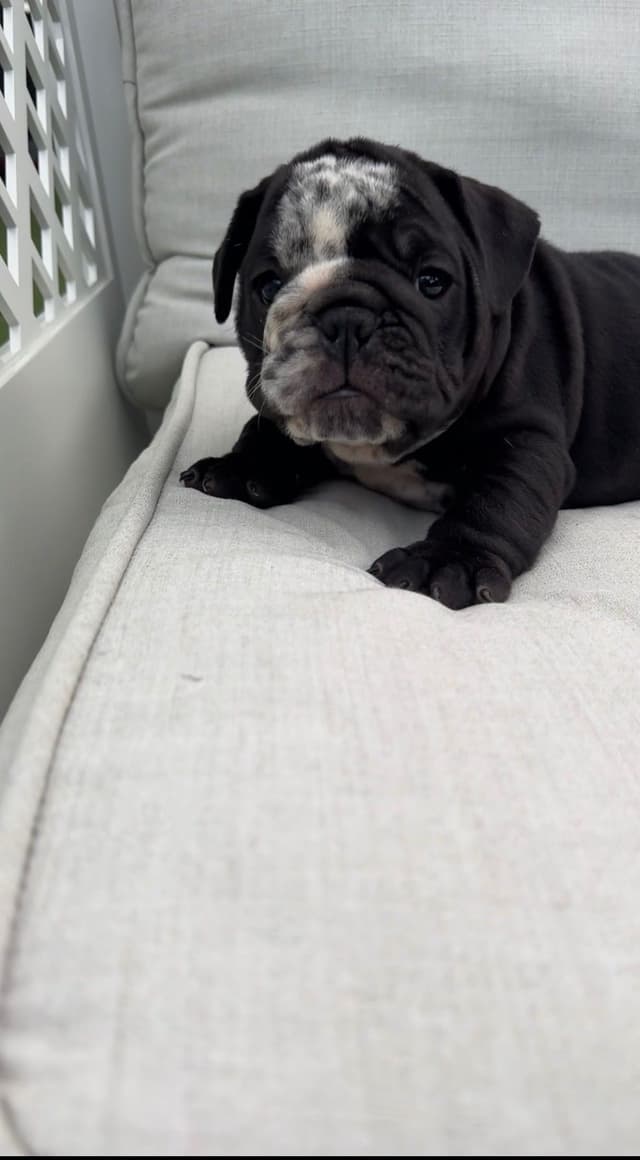 Bulldog Puppies media 2