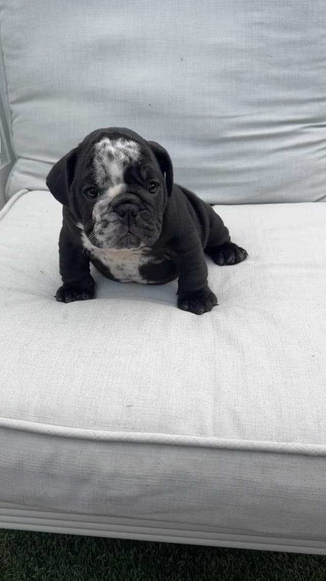 Bulldog Puppies media 3