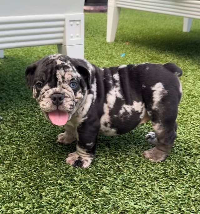 Bulldog Puppies media 9