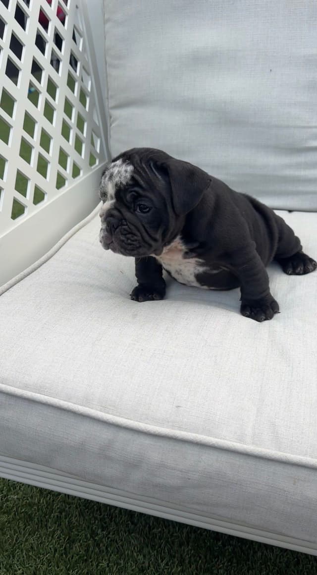 Bulldog Puppies media 10