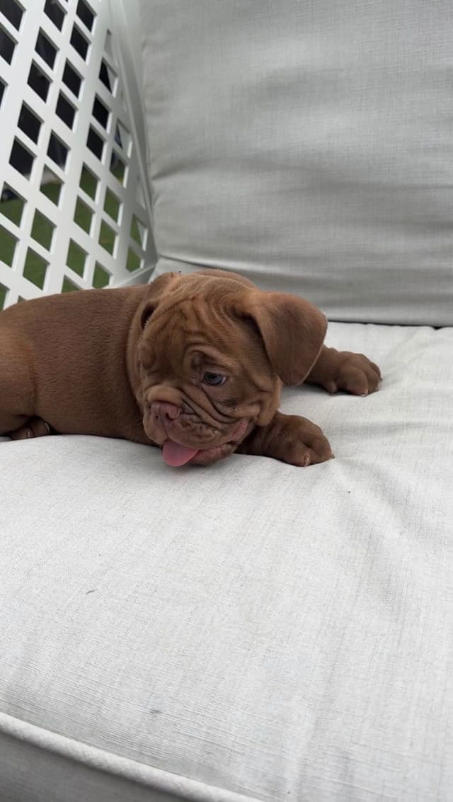 Bulldog Puppies media 6