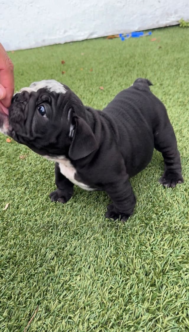 Bulldog Puppies media 12