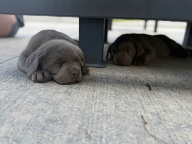 Silver Labrador Retriever Puppies media 2