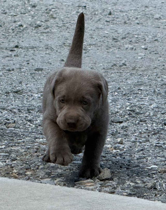 Silver Labrador Retriever Puppies media 3