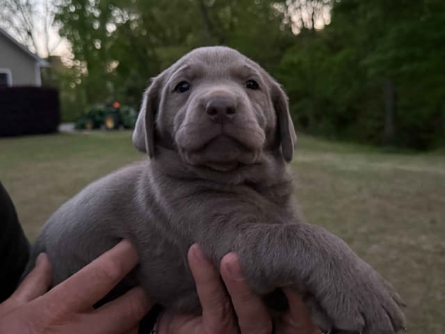 Silver Labrador Retriever Puppies media 4
