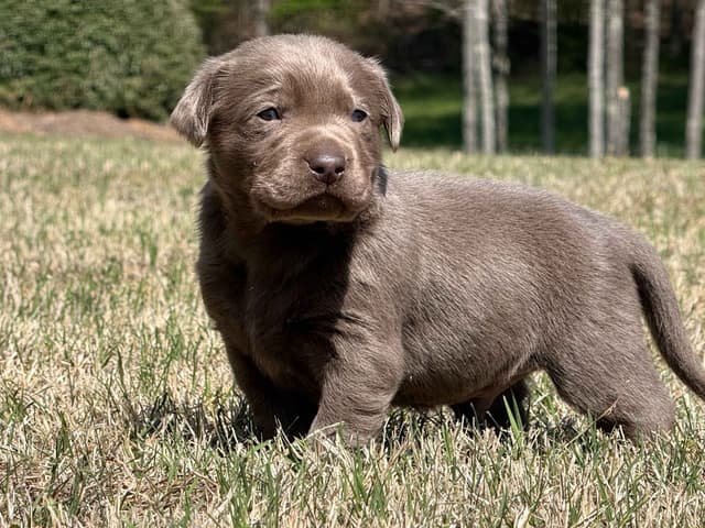 Silver Labrador Retriever Puppies media 5