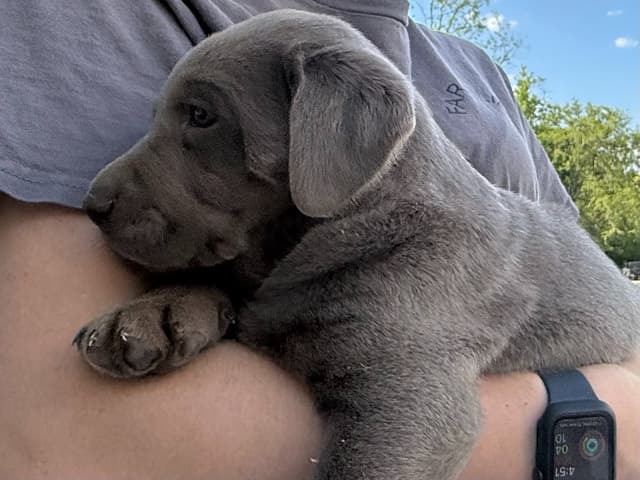 Silver Labrador Retriever Puppies media 6