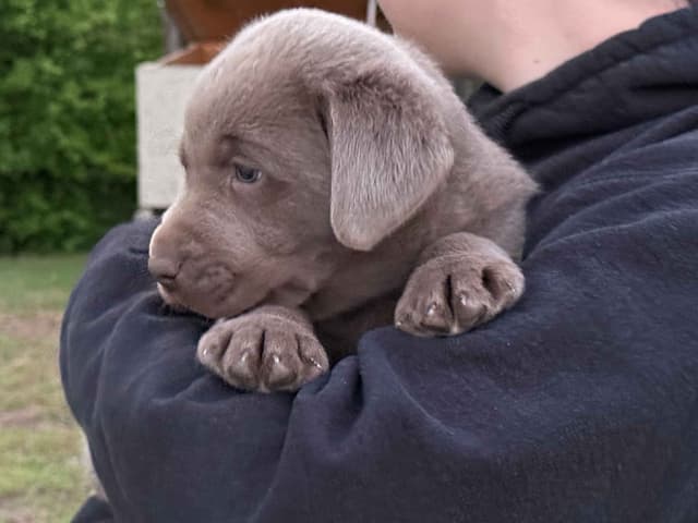 Silver Labrador Retriever Puppies media 7