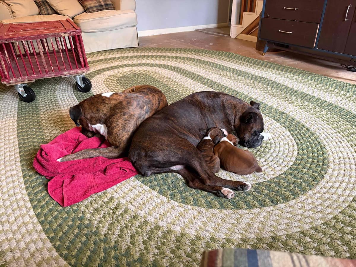 Boxer Puppies breeder image 7