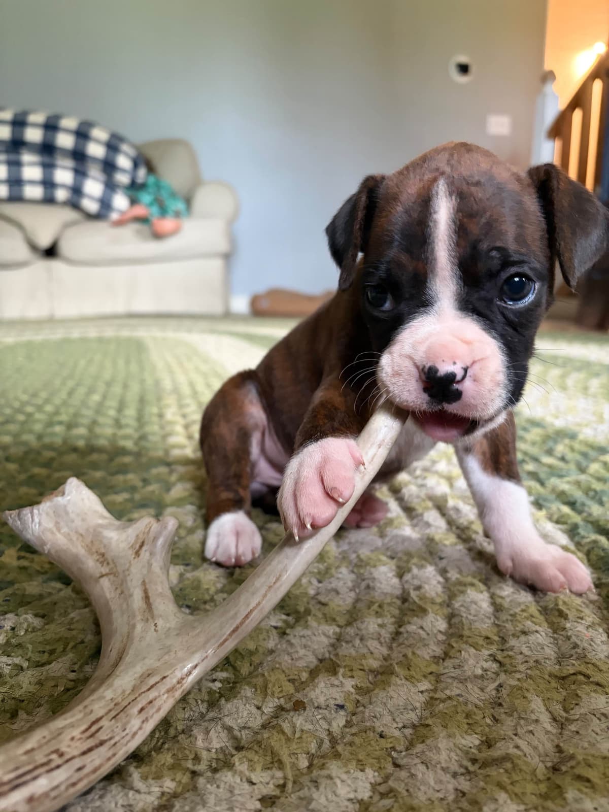 Boxer Puppies breeder image 5